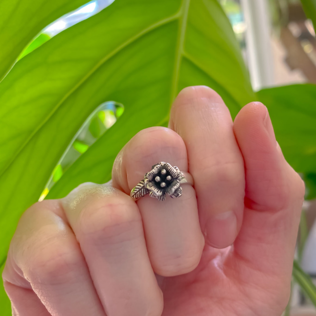 Midi Amapola
