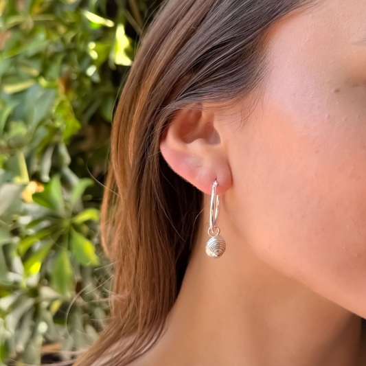 Aros Phorcus Lineatus